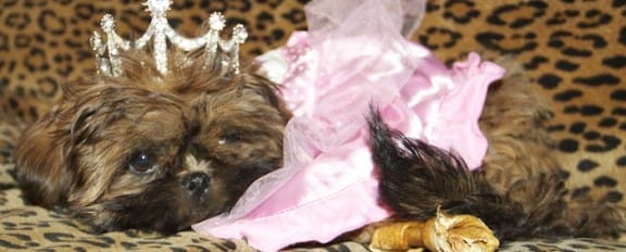 Bosses Upstairs Are Pissed 5-10-2013 #124 1088